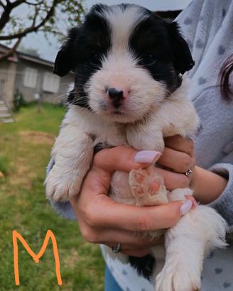 Cani meticcio