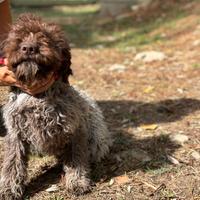 Cuccioli lagotto romagnolo