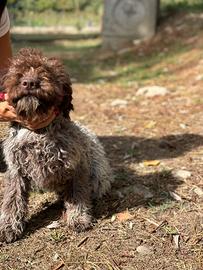 Cuccioli lagotto romagnolo