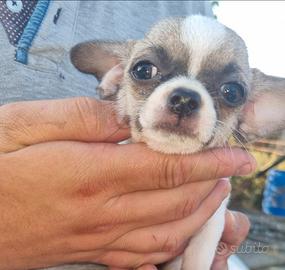 Cucciolo di chihuahua