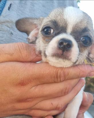 Cucciolo di chihuahua