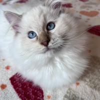 Cuccioli Ragdoll disponibili