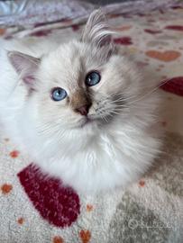 Cuccioli Ragdoll disponibili