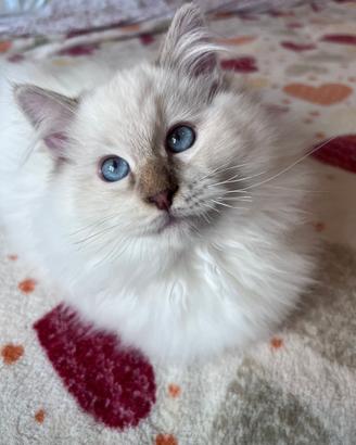 Cuccioli Ragdoll disponibili