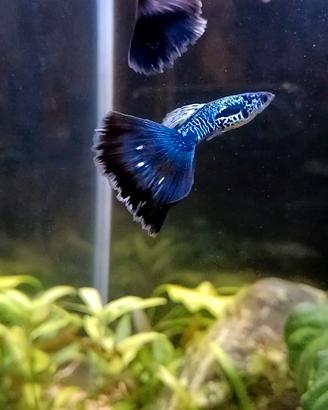 Guppy
