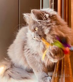 Gatto Siberiano