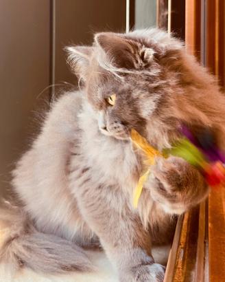 Gatto Siberiano
