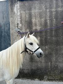 Pony Femmina