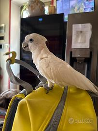 Pappagallo cacatua ducorpsii