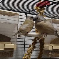 Diamanti di gould