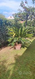 Cycas Revoluta in vaso per giardino