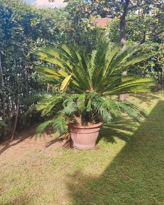 Cycas Revoluta in vaso per giardino