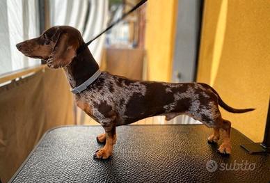 Bassotto Tedesco MO N TA