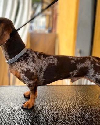 Bassotto Tedesco MO N TA