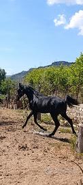 Puledro