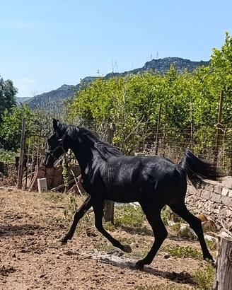 Puledro