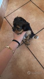 Yorky