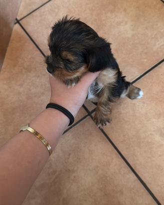 Yorky