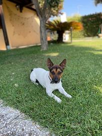 Jack russell maschio da monta