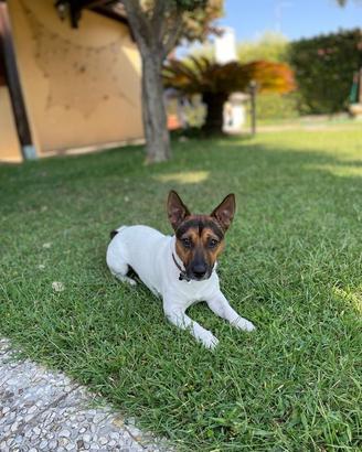 Jack russell maschio da monta