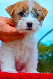 Cuccioli Jack Russell Allevamento