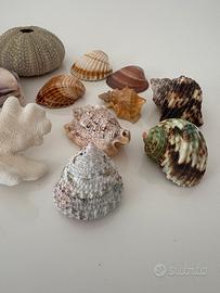 Conchiglie e fossili vintage