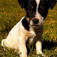 Jack russel