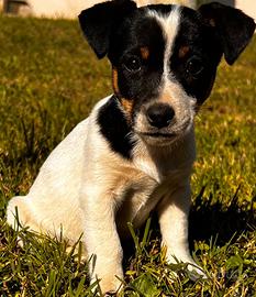 Jack russel