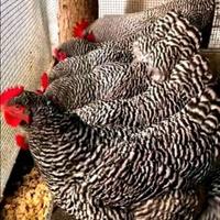 Barred rock ovaiole allevati a terra