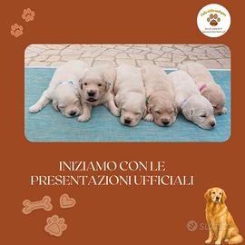 Cuccioli golden retriever con pedigree