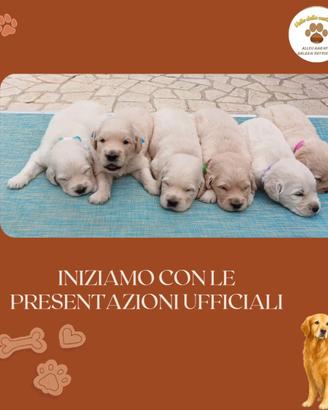 Cuccioli golden retriever con pedigree