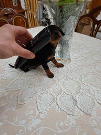 Cuccioli di pincher toy minuscoli