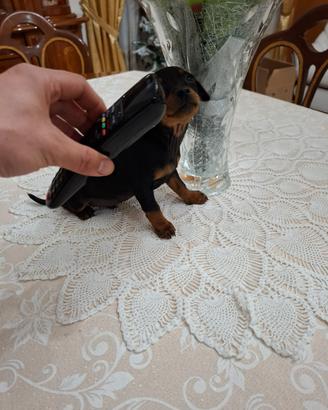 Cuccioli di pincher toy minuscoli