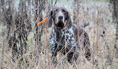 Kurzhaar pronta caccia