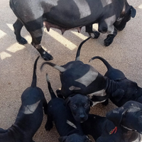 Cuccioli PRESA CANARIO