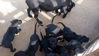 Cuccioli PRESA CANARIO