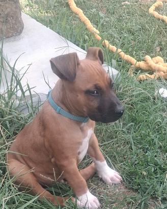 cucciolo amstaff 