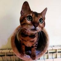 Cuccioli gatto Bengala