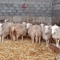 Arieti razza sarda ARR ARR