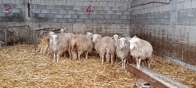 Arieti razza sarda ARR ARR