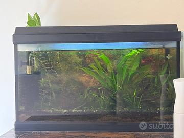Acquario 60lt