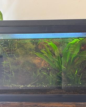 Acquario 60lt