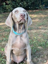 Cuccioli weimaraner