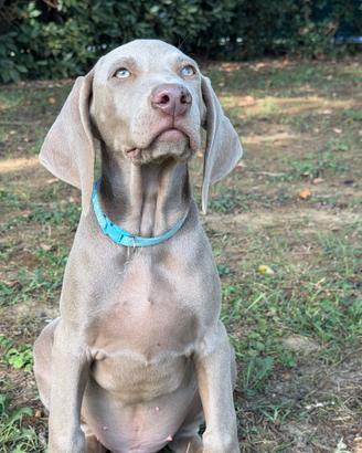 Cuccioli weimaraner