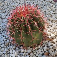 Ferocactus Gracilis