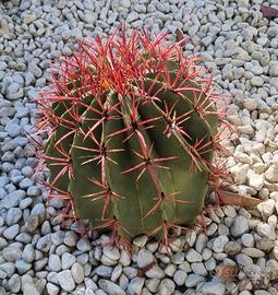Ferocactus Gracilis