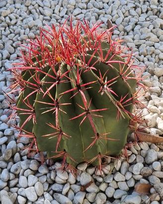 Ferocactus Gracilis