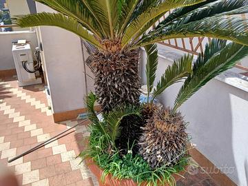 Cicas