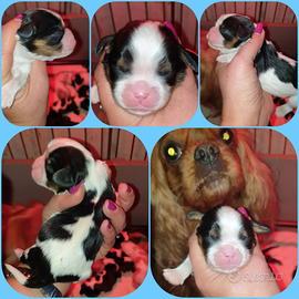 Cuccioli di Cavalier King Tricolor con Pedigree