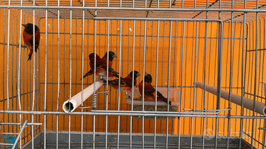 Cardinalini del venezuela